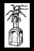 24_vinegar-spider--cwmoss.jpg